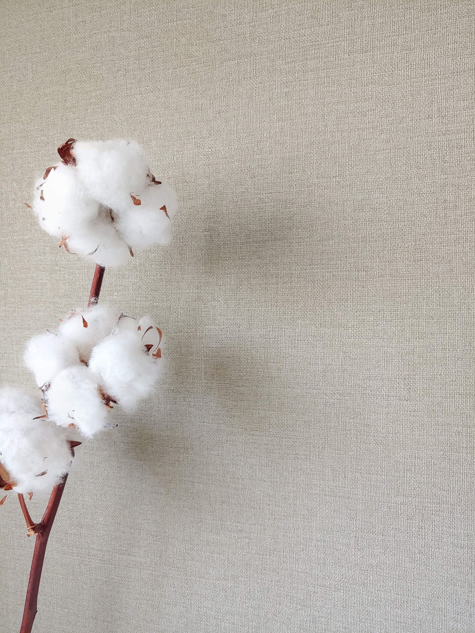 Tanny 15